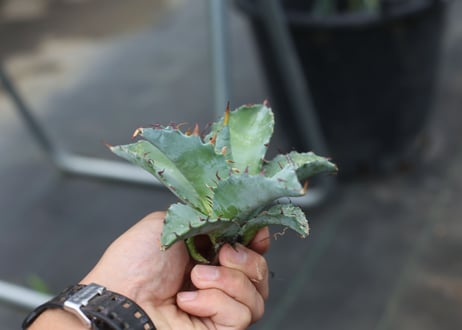 Agave titanota x margaritae