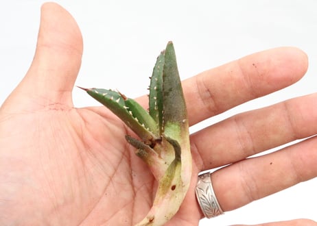 Agave titanota FO-76 compacta dwarf  pup