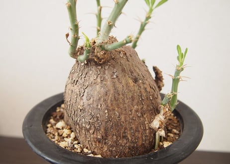 パキポディウム サキュレンタム Pachypodium succulentum