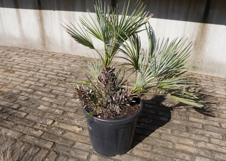 チャメロプス　セリフェラ 　Chamaerops humilis var. Cerifera　NO.1