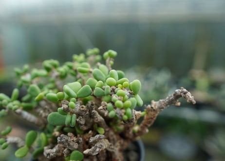 ケラリア　ピグマエア　Ceraria pygmaea  No.2