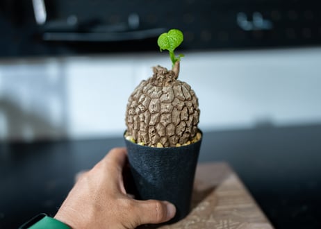 ステファニア　スベローサ