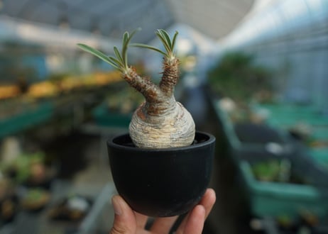パキポディウム　グラキリス　 Pachypodium Gracilius  No.10