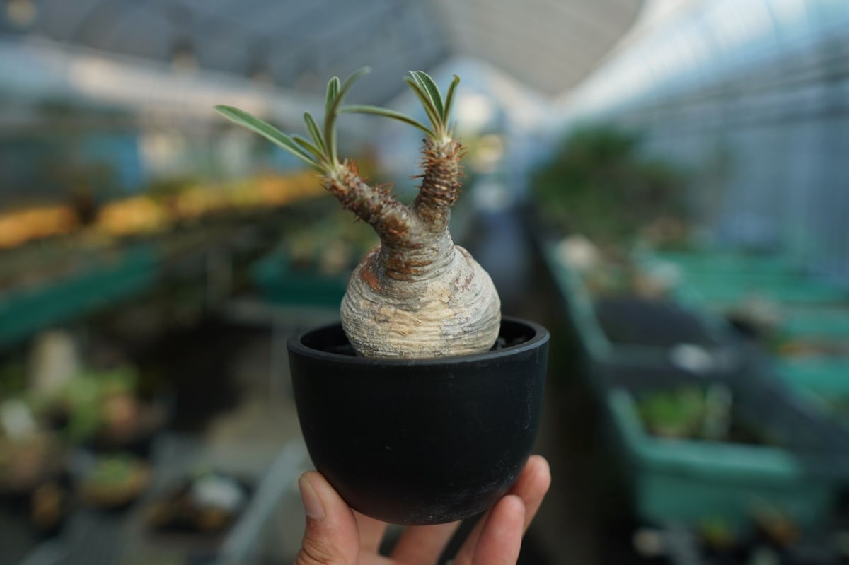パキポディウム グラキリス Pachypodium Gracilius No.10 | mana's