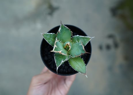 アガベ　チタノタ　白鯨　Agave titanota White whale　No.2