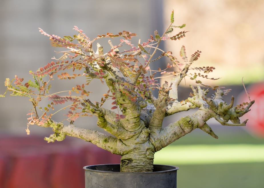 66b30f1e646cf1002ec4b6ee