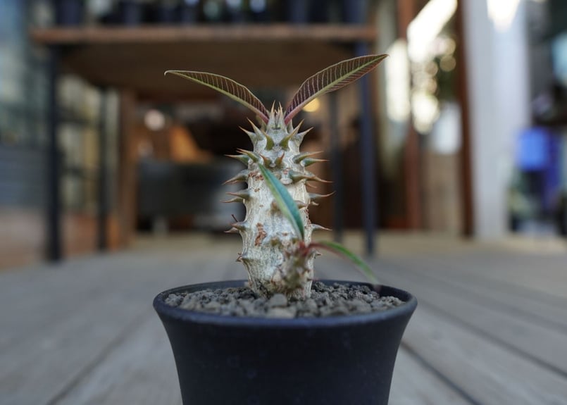 パキポディウム バロニー Pachypodium baronii | mana's farm: