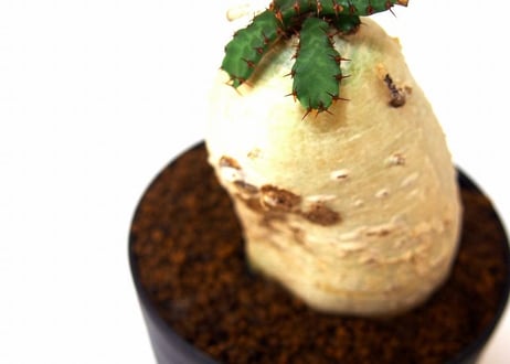 ユーフォルビア ステラータ 飛竜  Euphorbia stellata 3 未発根