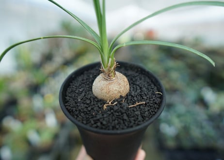 ボーカルネア　グラキリス　Beaucarnea gracilis　No. 1