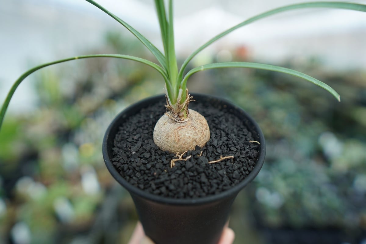 ボーカルネア グラキリス Beaucarnea gracilis No. 1 | mana's