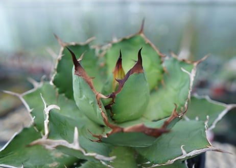 アガベ　チタノタ　FO-76　agave titanota  FO-76 No.1