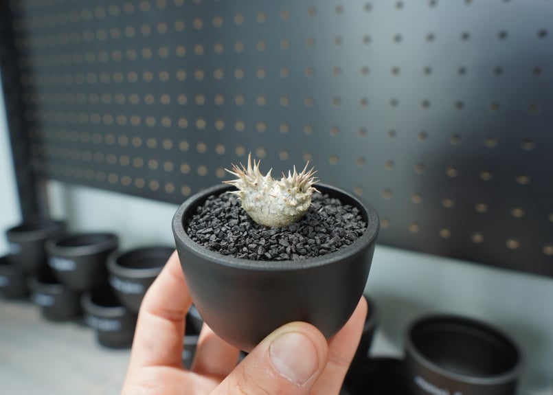 パキポディウム ホロンベンセ 沖縄実生株 No.1 | mana's farm:塊根植物