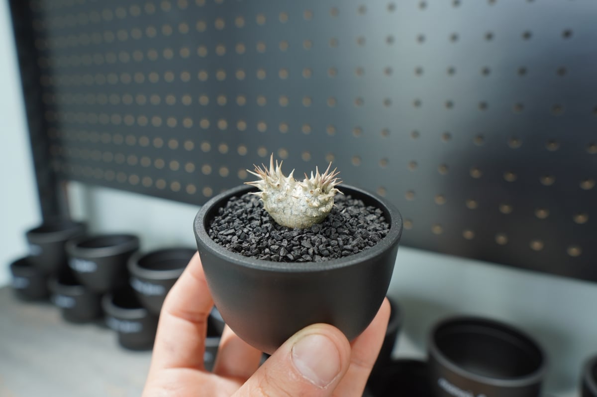 パキポディウム ホロンベンセ 沖縄実生株 No.1 | mana's farm:塊根植物