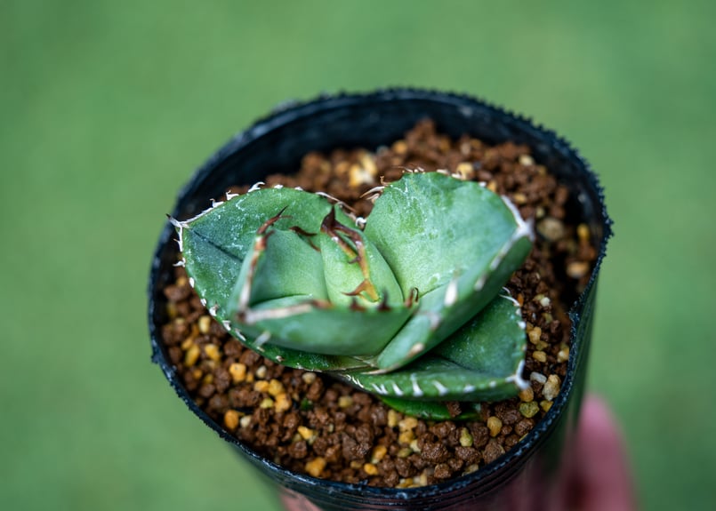 アガベ オテロイ ノーネーム ボール型 カキコ① 【公式通販】