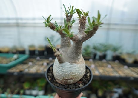 パキポディウム　グラキリス　 Pachypodium Gracilius  No.5