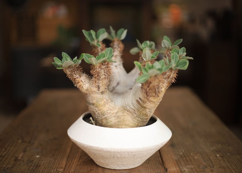 パキポディウム デンシフローラム Pachypodium densiflorum パキポディウム デンシフローラム Pachypodium densiflorum