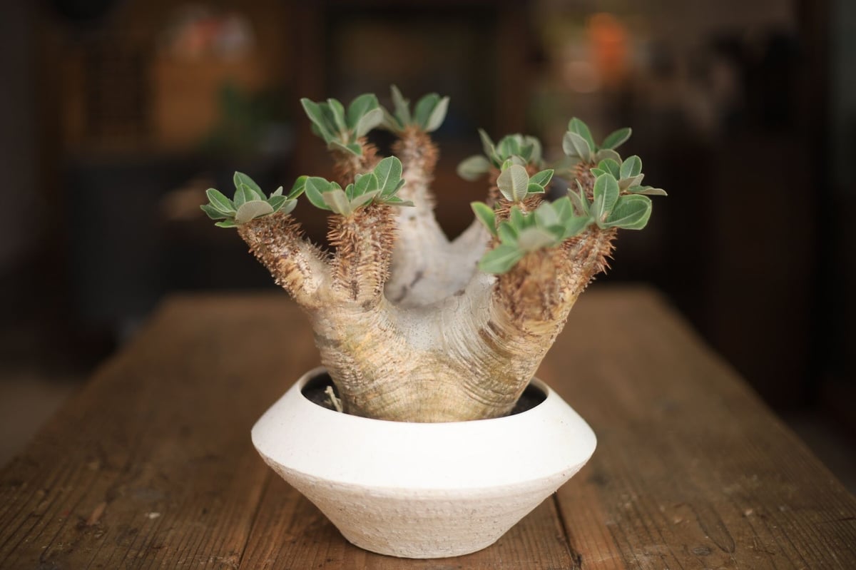 パキポディウム デンシフローラム Pachypodium densiflorum | mana