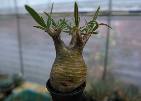 パキポディウム　グラキリス　Pachypodium  Gracilius No.3
