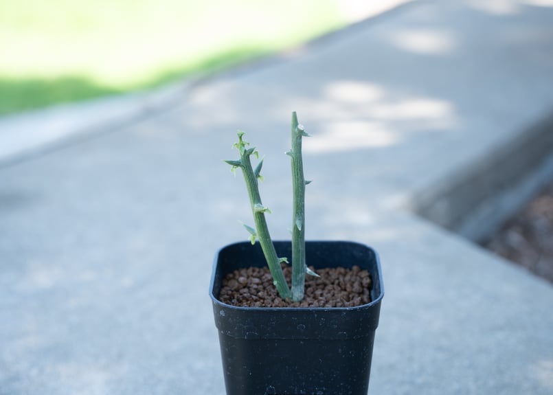 アデニア グロボーサ | mana's farm:塊根植物・アガベ・ドライガーデン