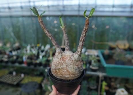 パキポディウム　グラキリス　 Pachypodium Gracilius  No.3