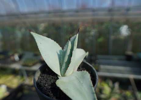 アガベ　ドラゴントゥース　Agave Dagontoes　No.1