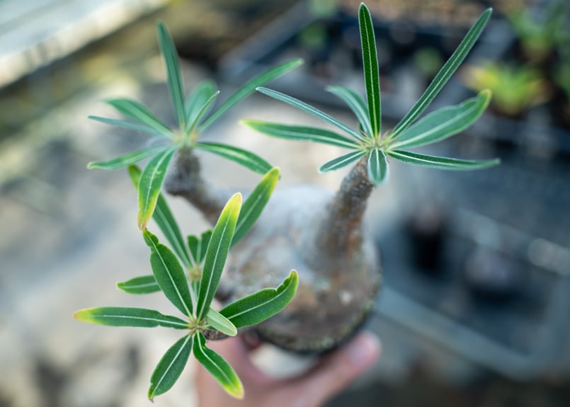 パキポディウム グラキリス No.7 | mana's farm:塊根植物・アガベ