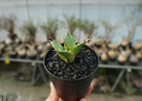 アガベ　チタノタ　黄覆輪　Agave titanota variegata