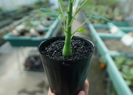 アデニア　グラウカ　Adenia glauca  No.7