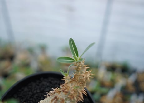 パキポディウム　デンシフローラム　Pachypodium densiflorum　No.2