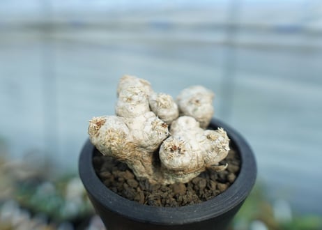 パキポディウム　ブレビカウレ　Pachypodium brevicaule