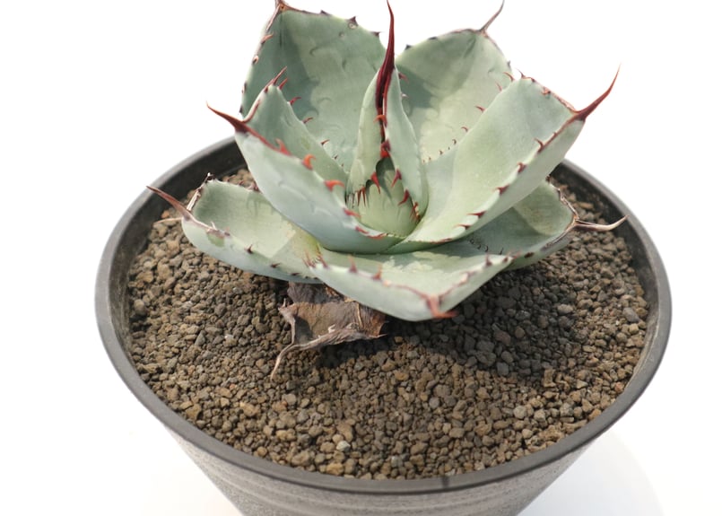 m a n i a　パリー　トランカータ　ハンティントン　大株 アガベ パリー・トランカータ ［ハンティントン］ Agave parryi