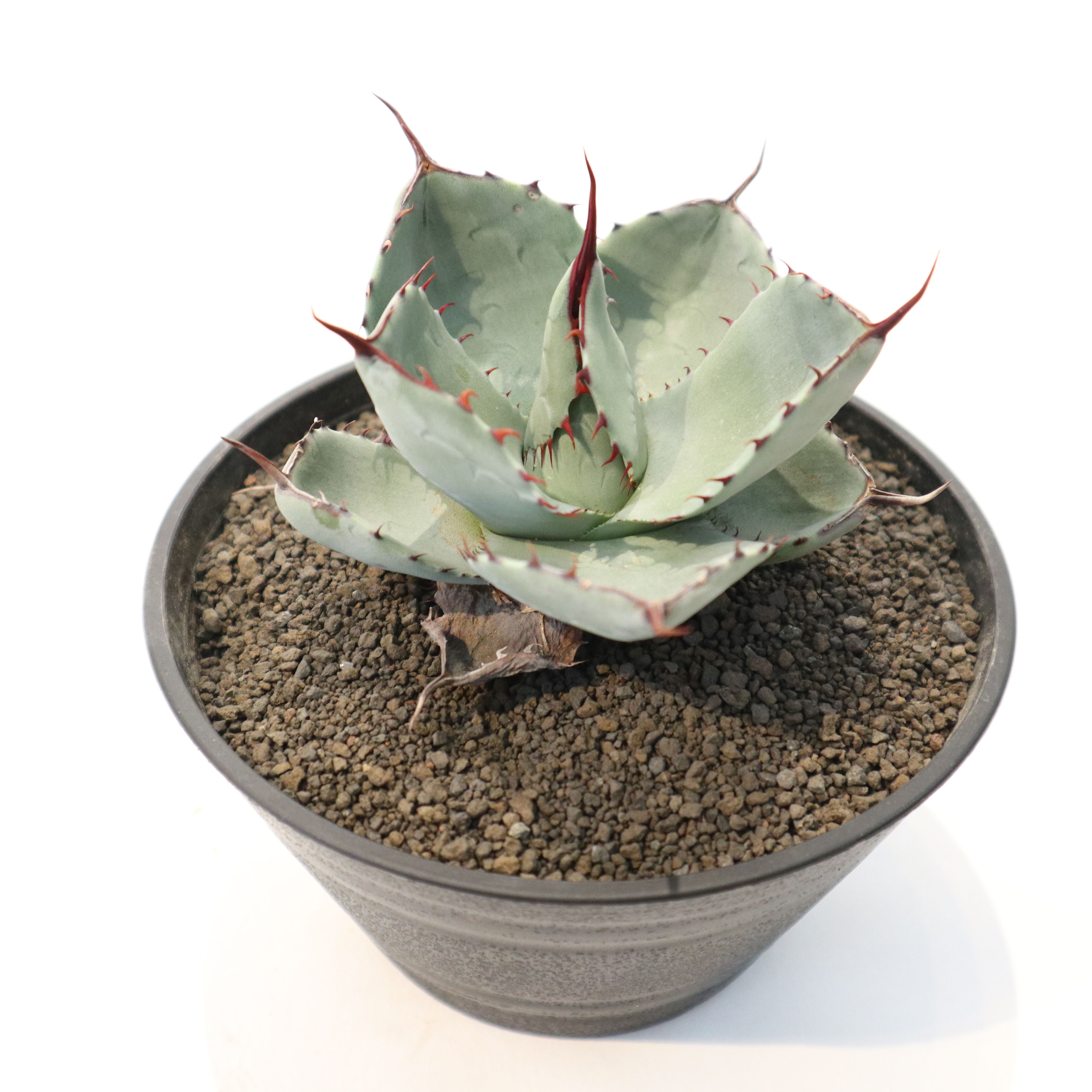 アガベ パリー トランカータ Agave parryi truncata huntington