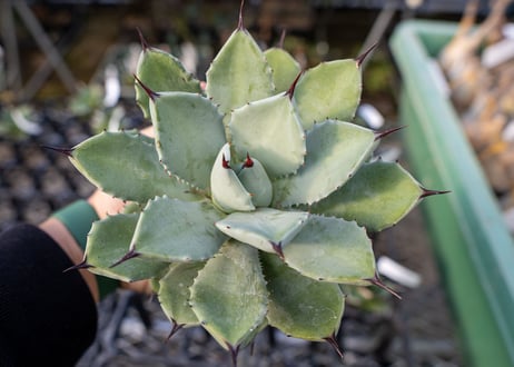 Agave Potatorum×Macroacantha  NO.1