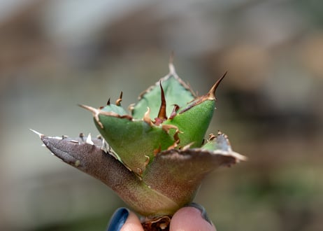 アガベ ハデス カキコ株