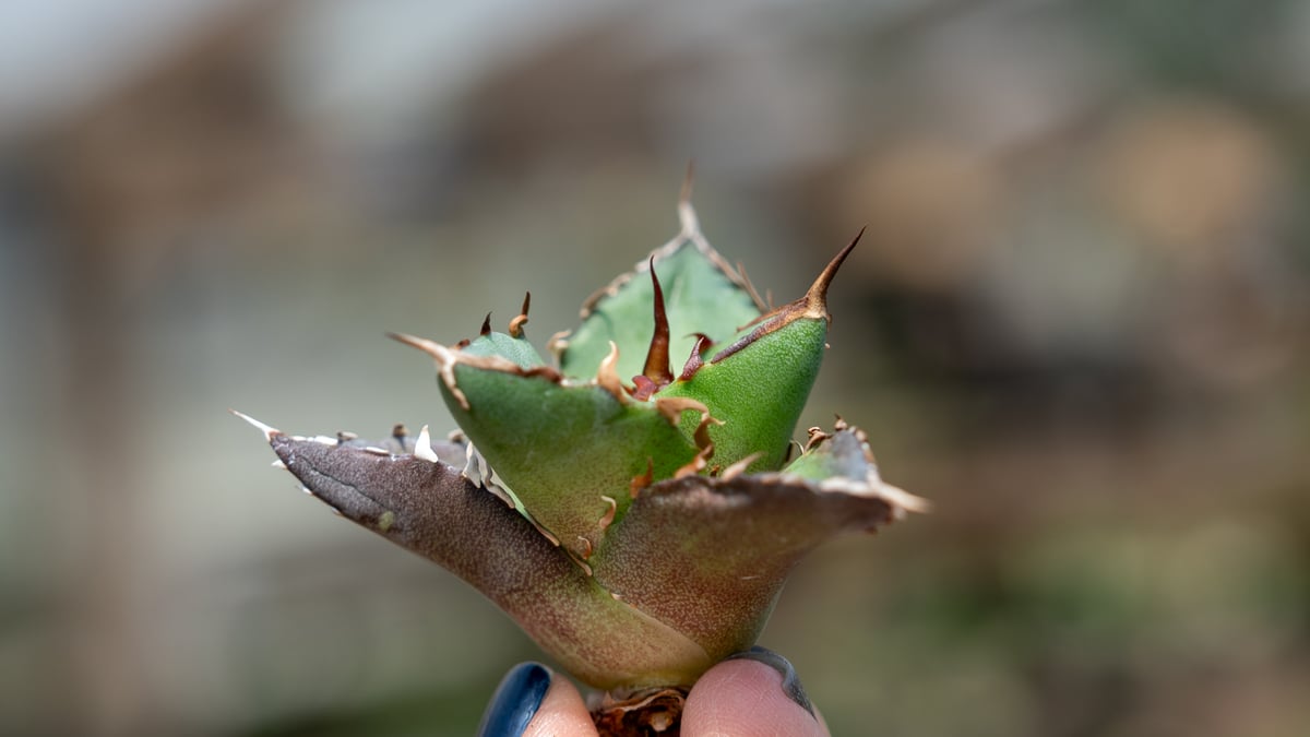 アガベ ハデス カキコ株 | mana's farm:塊根植物・アガベ・ドライ