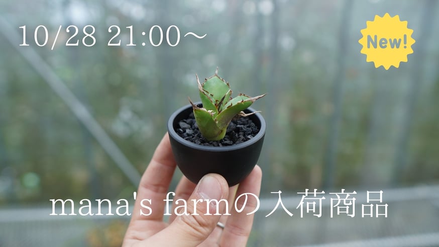 胴切りアガベのカキコを多数アップします。 | mana's farm:塊根植物