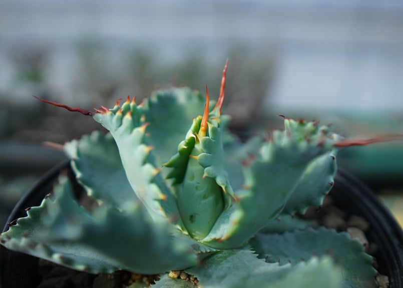 アガベ　ポタトラム　スポーン大株 アガベ ポタトラム ”スポーン” agave potatorum 