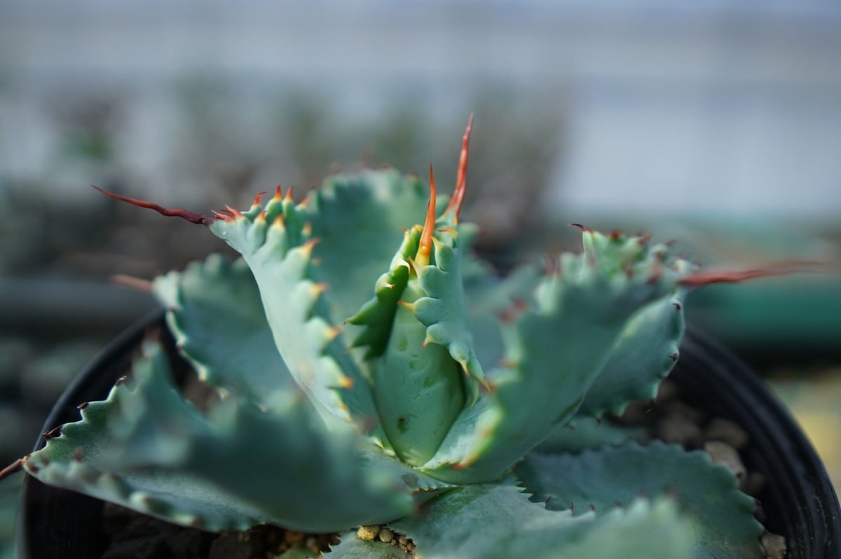 アガベ ポタトラム ”スポーン” agave potatorum アガベ ポタトラム ”スポーン” agave potatorum
