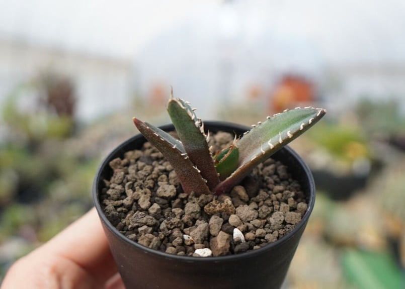 agave 鬼爪 雪峰 №10 | mana's farm:塊根植物・アガベ・ドライガーデン