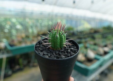 ユーフォルビア　フェロックス　Euphorbia ferox  No.2