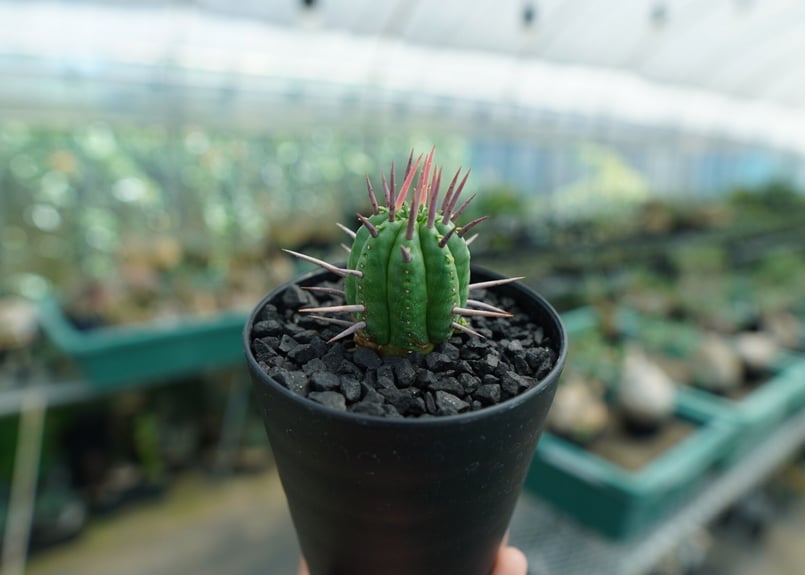 ユーフォルビア　フェロックス　大型株 ユーフォルビア：フェロックス 3号鉢植え の通販 | 園芸ネット