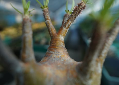 パキポディウム　グラキリス　 Pachypodium Gracilius  No.2