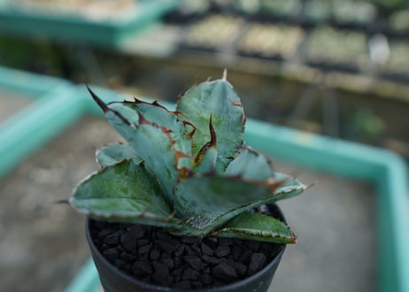 アガベ　チタノタ　 ブラックアンドブルー 　Agave titanota black and blue　No.10