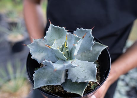 Agave Isthmensis