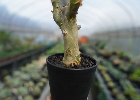 チレコドン　パニキュラータス　Tylecodon paniculatus  No.3