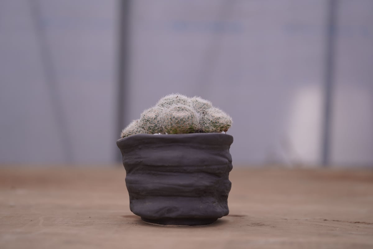 マミラリア 白絹丸 Mammillaria lenta | mana's farm:塊根植物