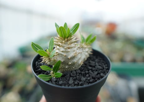 パキポディウム　恵比寿大黒　Pachypodium Densicaule　No.3