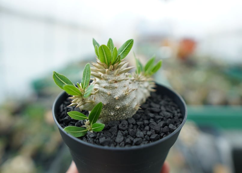 パキポディウム 恵比寿笑い Pachypodium brevicaule ③ パキポディウム 恵比寿笑い Pachypodium brevicaule ⑦