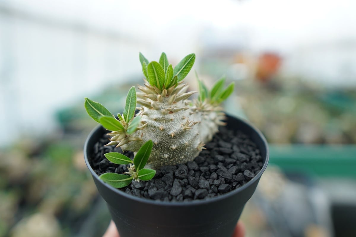 パキポディウム 恵比寿大黒 Pachypodium Densicaule No.3 | man