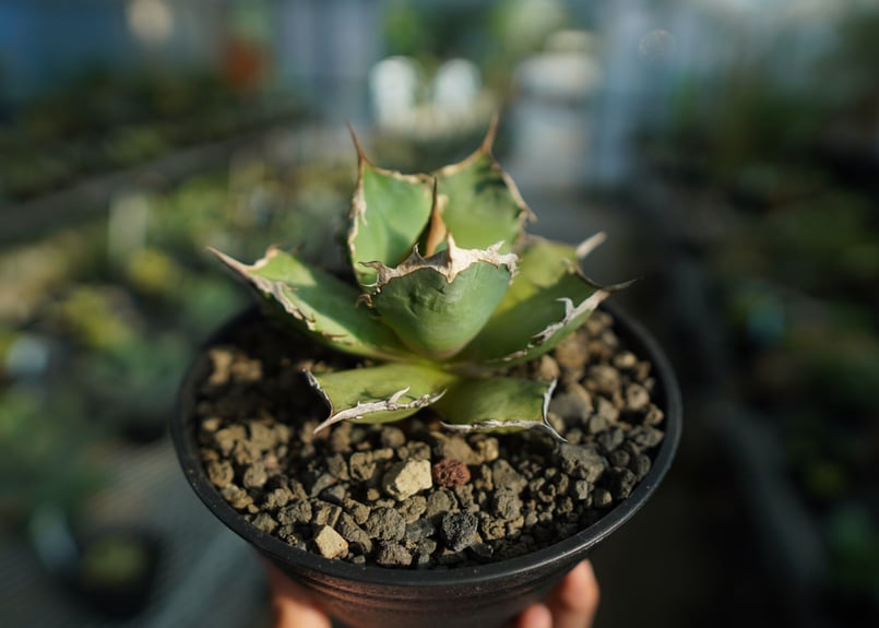 アガベ チタノタ FO-76 agave titanota FO-76 No.9 | ma